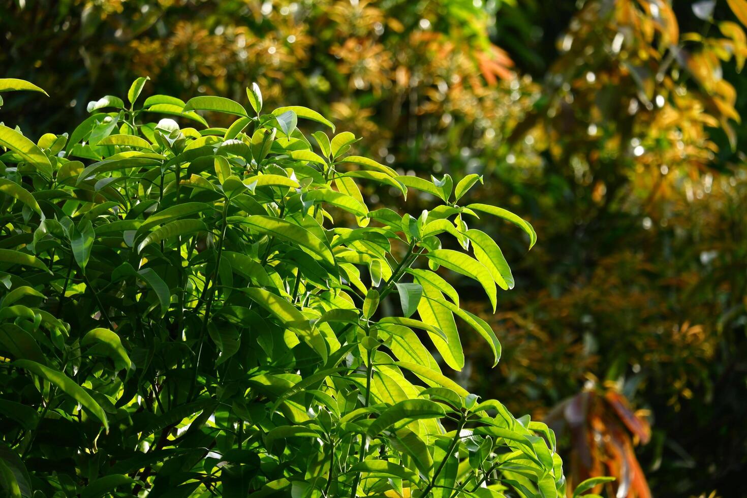Mango trees with their dense leaves are suitable for natural backgrounds photo
