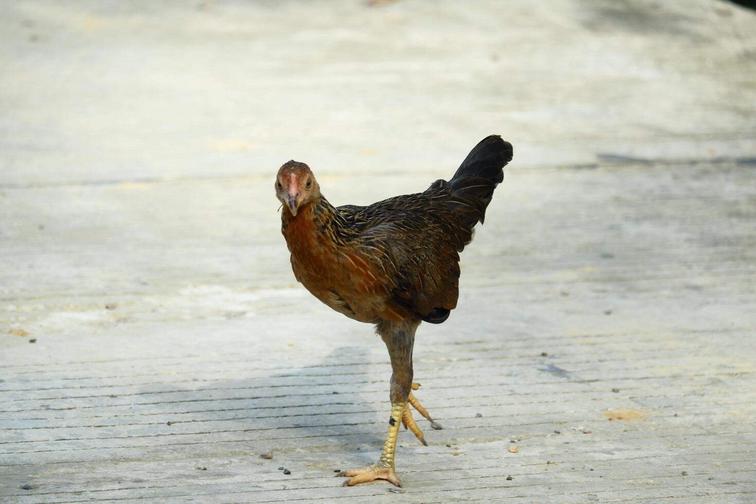 kampong chickens roam the yard photo