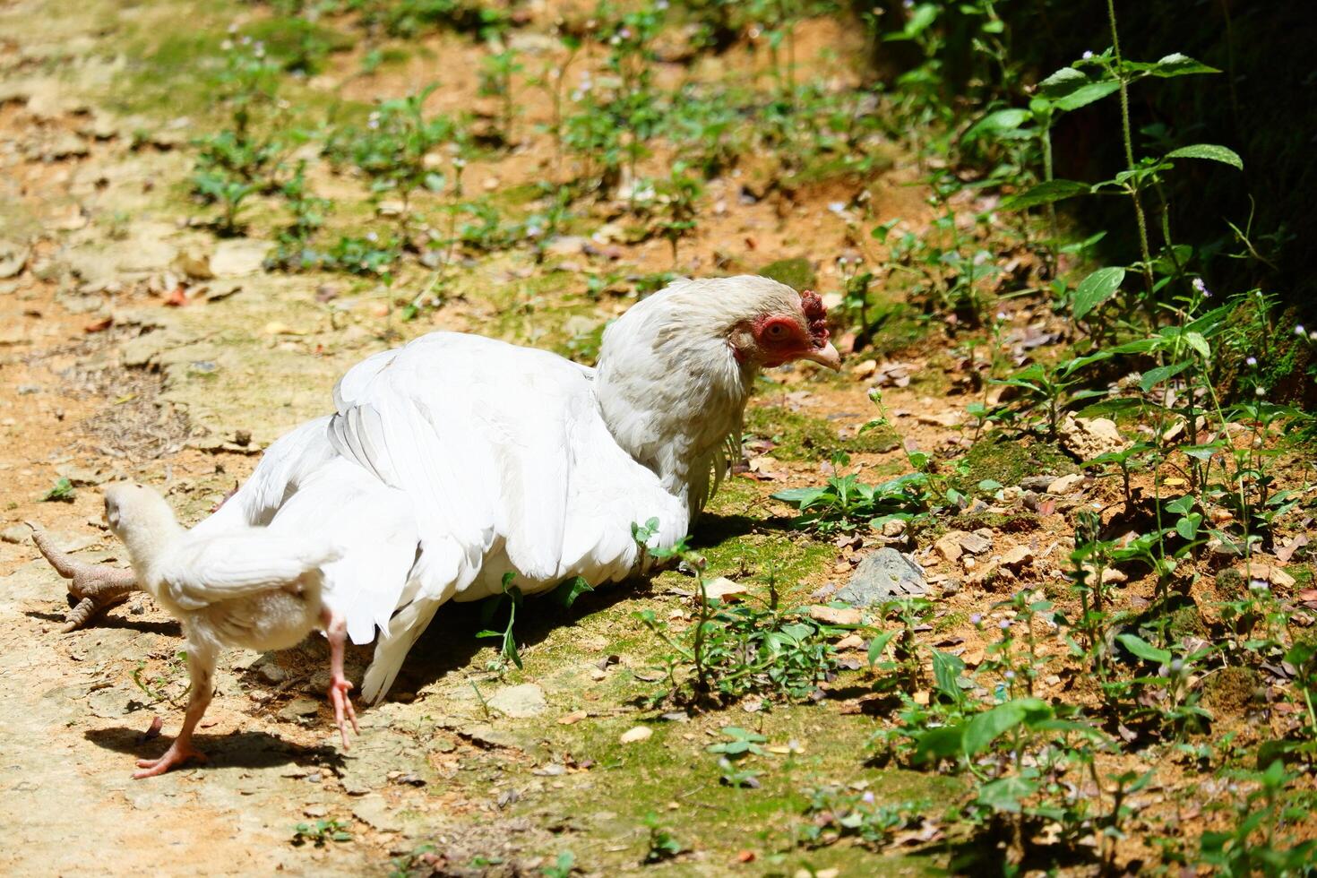 a hen was relaxing on the ground photo