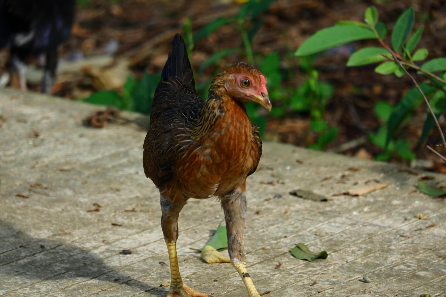 kampong chickens roam the yard photo