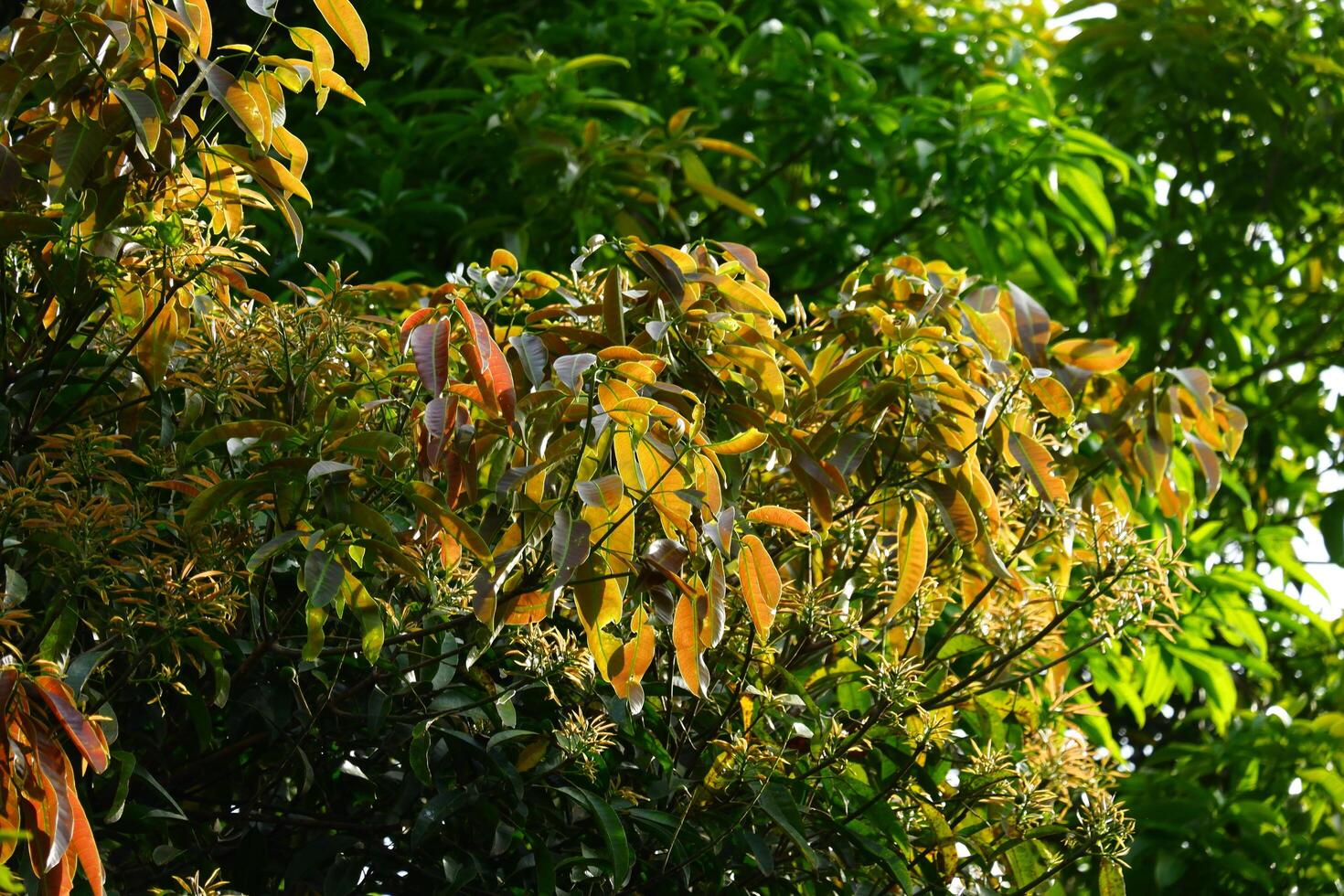 Mango trees with their dense leaves are suitable for natural backgrounds photo
