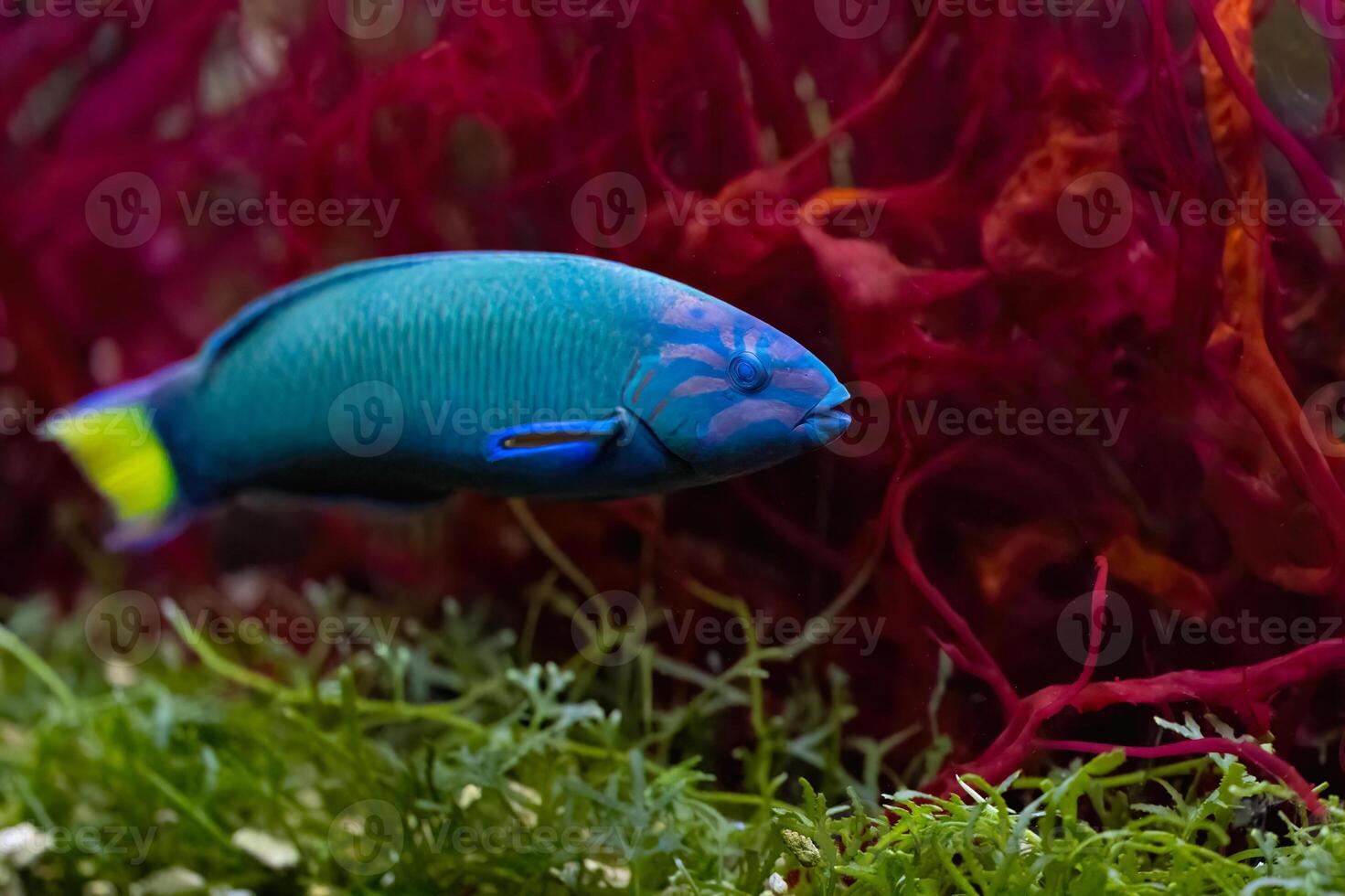 The moon wrasse, Thalassoma lunare, coral reefs at depths from 1 to 20 m photo