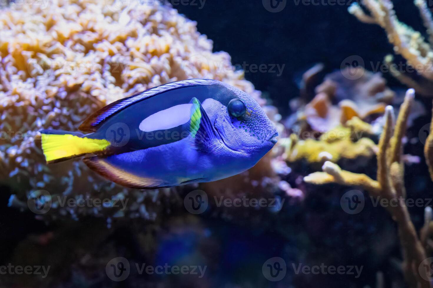 The regal blue tang, Paracanthurus hepatus, is most popular marine aquarium fish photo