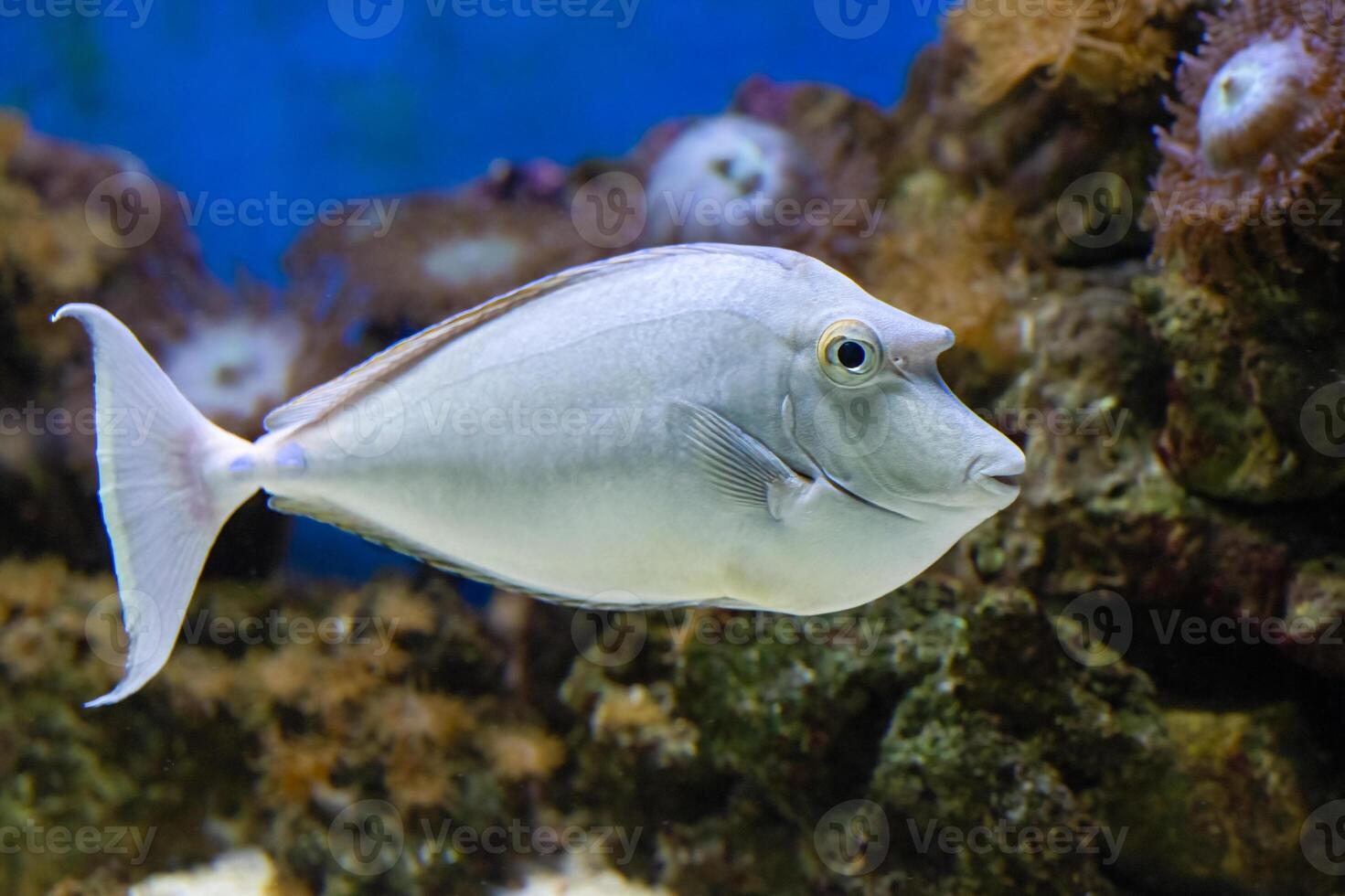 The bluespine unicornfish, Naso unicornis, can grow up to 70 cm photo
