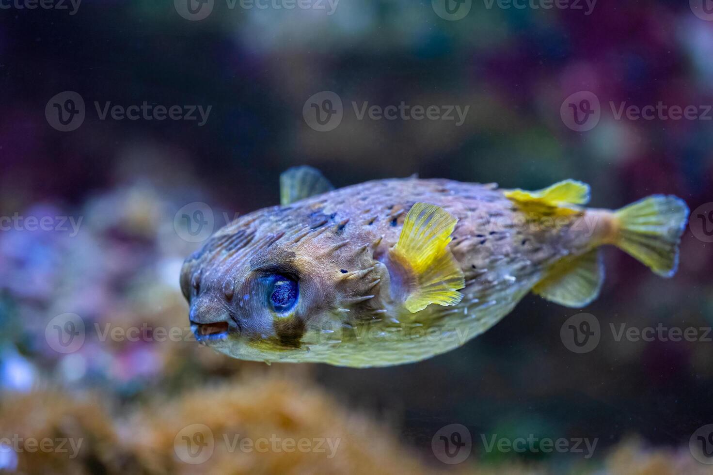 The black blotched porcupinefish, Diodon liturosus, usually between 15 and 30 m photo