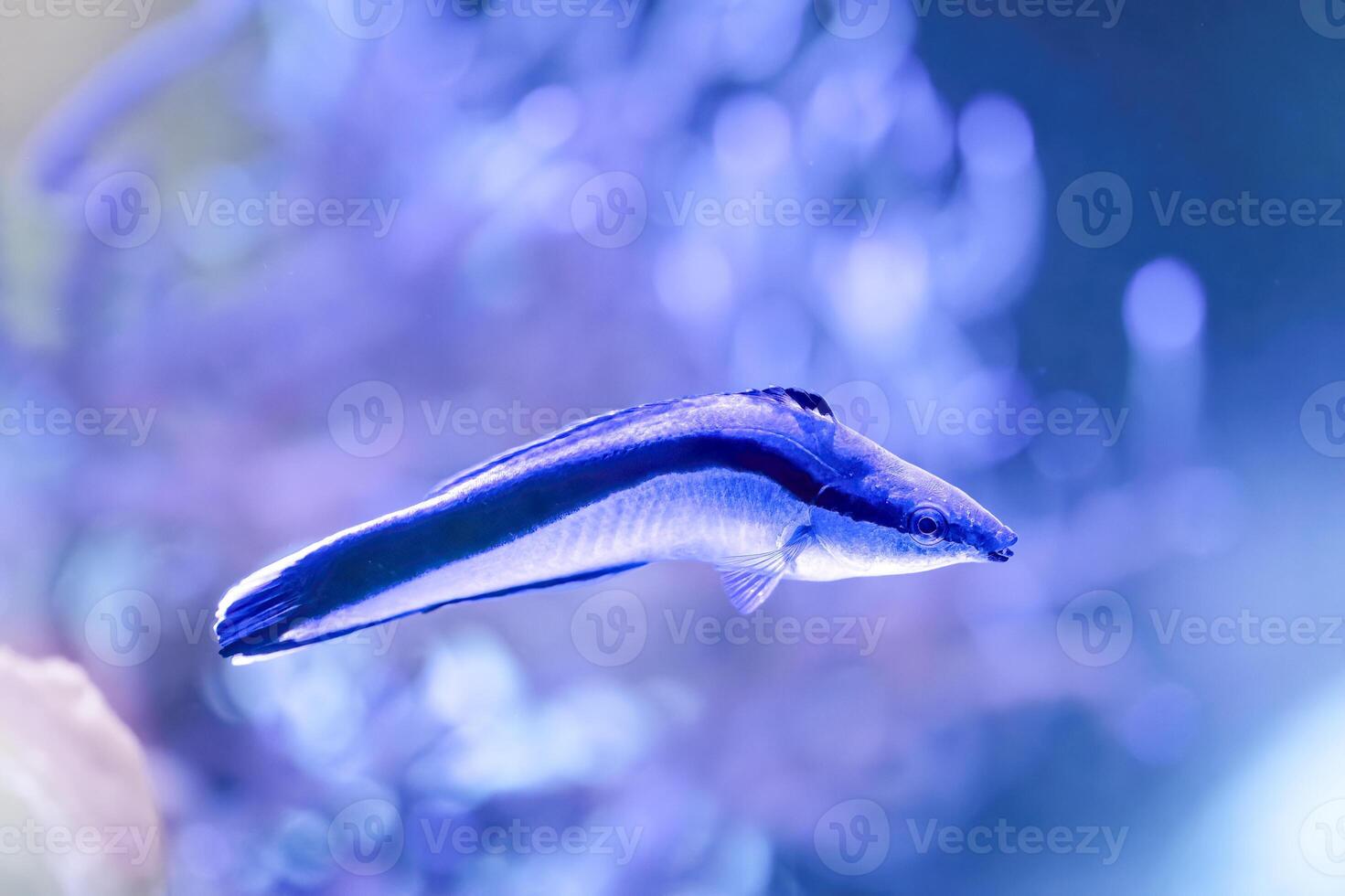 The bluestreak cleaner wrasse, Labroides dimidiatus, is one of cleaner wrasses photo