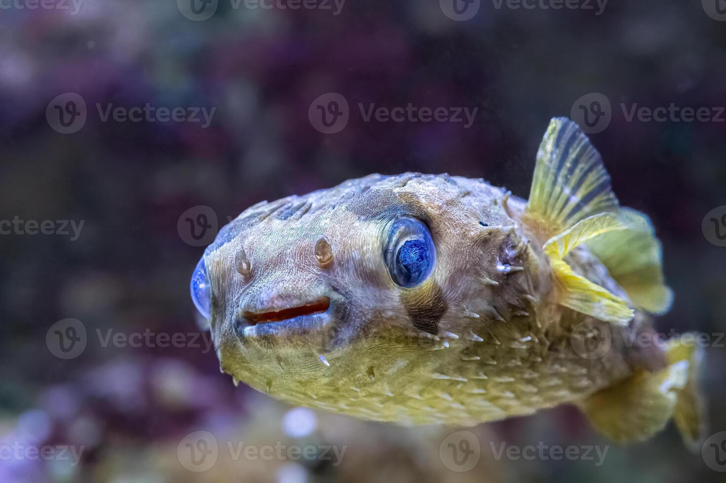 The black blotched porcupinefish, Diodon liturosus, usually between 15 and 30 m photo