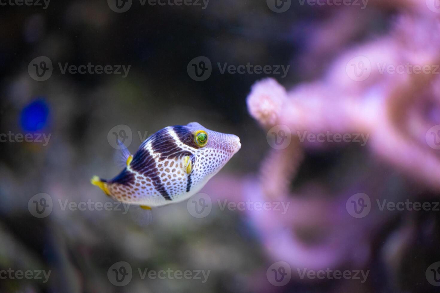 Valentins sharpnose puffer, Canthigaster valentini, highly poisonous to eat photo
