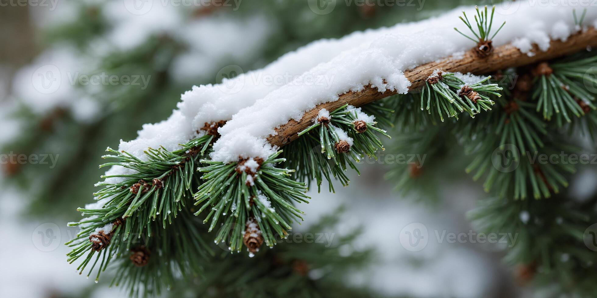 Snow Covered Evergreen Branch with Pine Needles and Cones photo