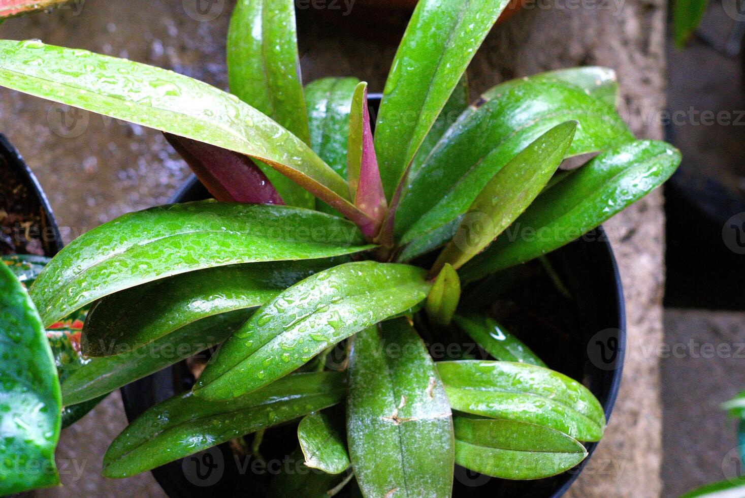 Close up of fresh orchid plant leaves on the pot with water drop photo