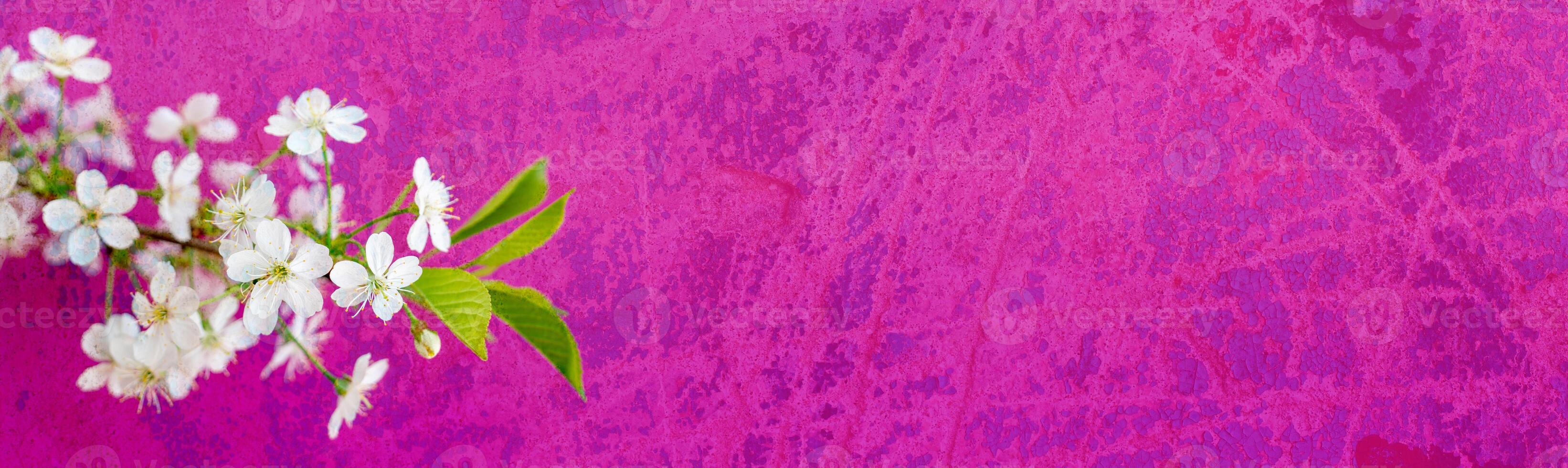 Flowering branch of a cherry tree in a festive spring garden on a pink background. photo