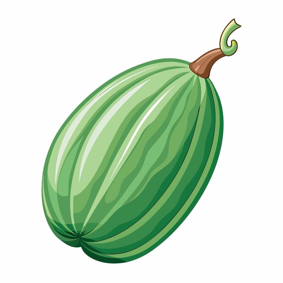 Green watermelon fruit illustration isolated on white background vector