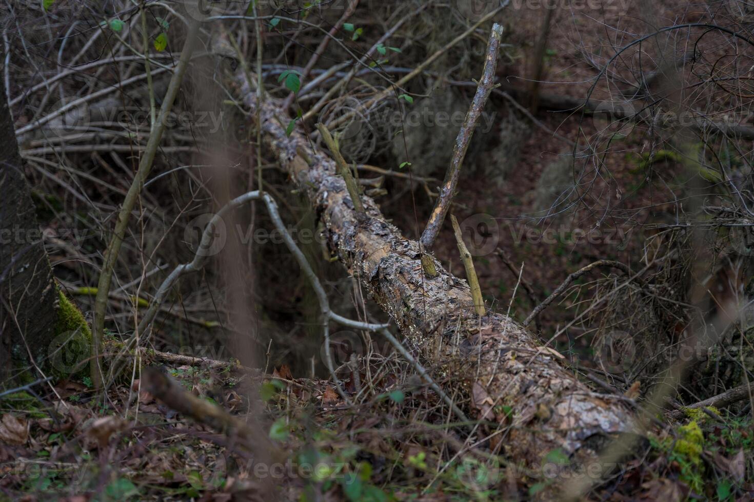 A peaceful forest scene with moss-covered cut fallen tree trunk and a blanket of fallen leaves. photo