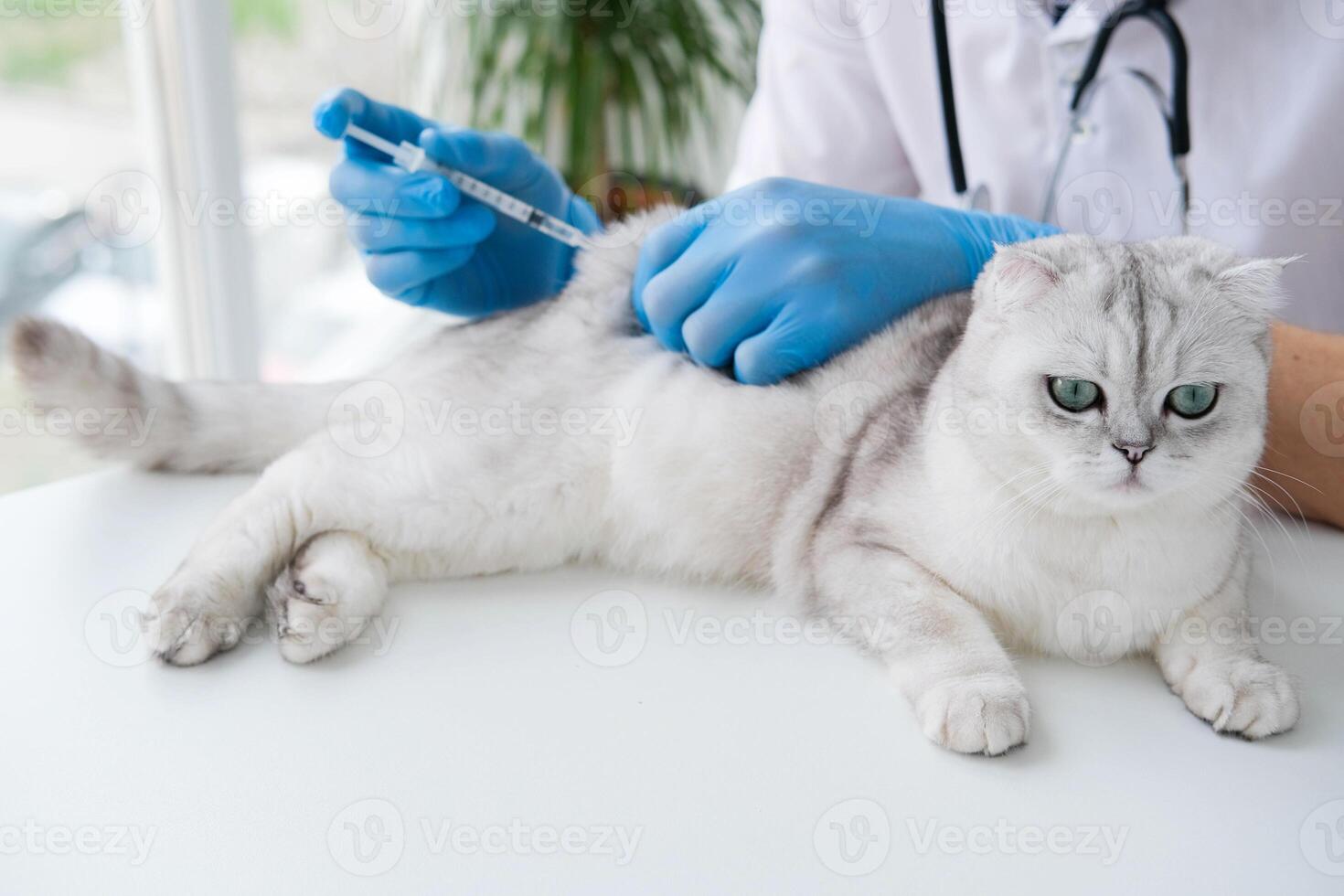 The veterinarian gives an injection to a Scottish kitten. A doctor in a veterinary clinic inoculates a cat. photo