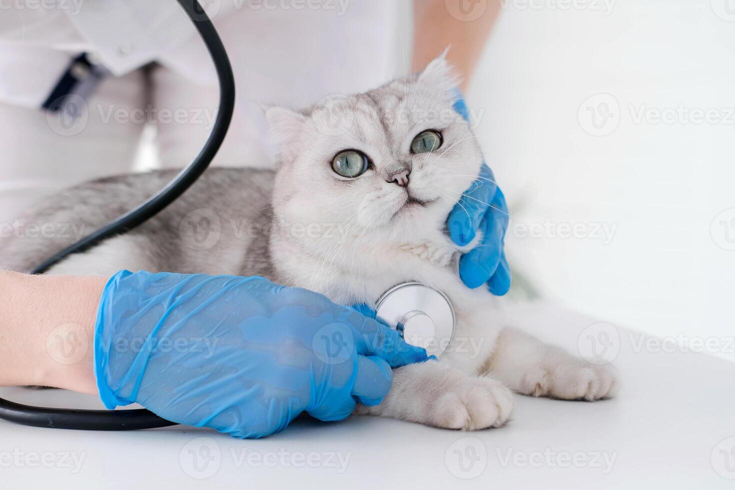 Veterinarian listening to scottish cat with stethoscope during appointment at veterinary clinic photo