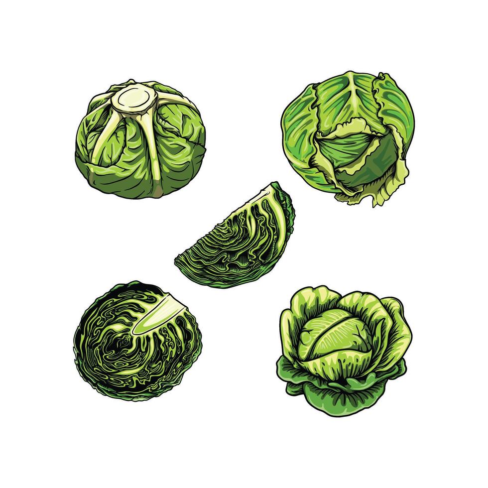 Cabbage with big bright green leaves in illustration vector