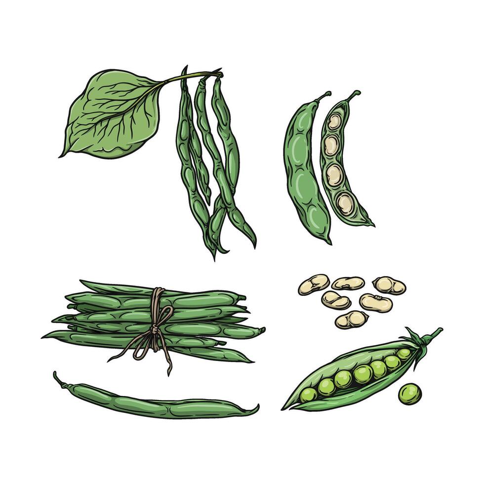 Green bean in hand drawn style vector