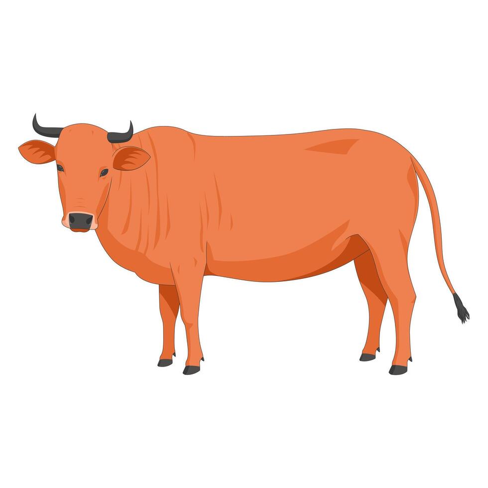 Illustration of cow isolated on a white background. Farm animal. Cartoon grazing cow vector