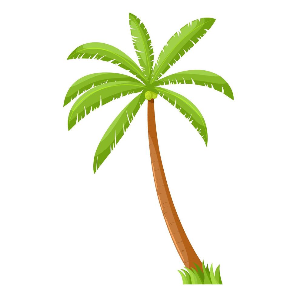 Coconut palm with grass underneath. Illustration. Isolated on a white background. Nature illustration vector