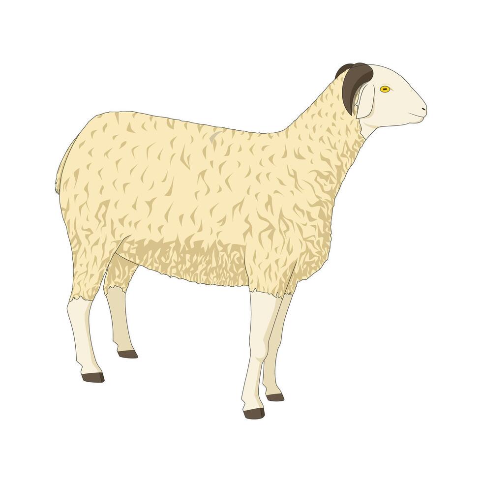 Illustration of a fluffy white goat. Isolated on a white background. Livestock animal vector