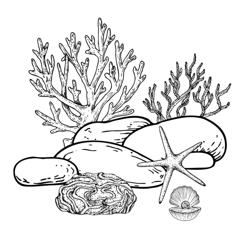 pebbles stone, algae coral. Hand painted line seaweed, starfish, laminaria. Graphic opened oyster seashell with pearl isolated on background. Underwater illustration. For designers, invitations vector