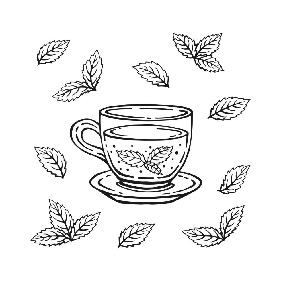 Cup of tea with mint leaves. Hand drawn illustration in outline style. vector