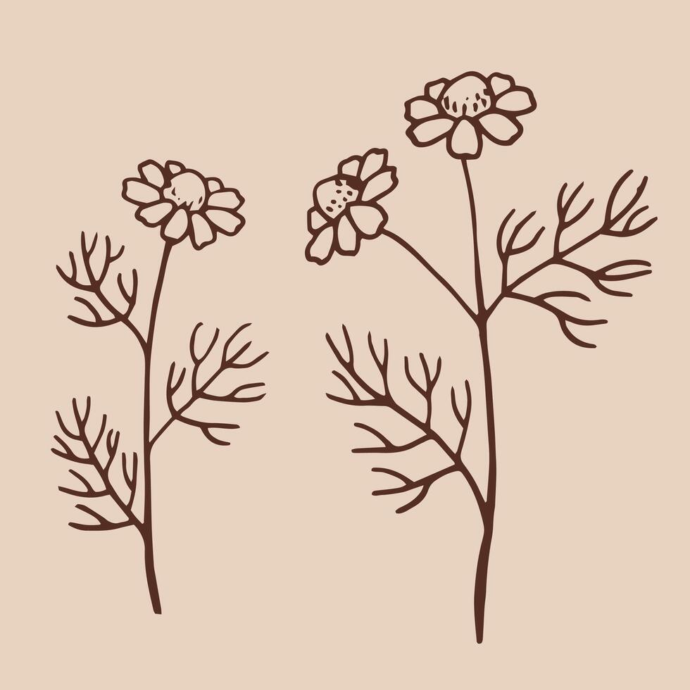 Set of medicinal chamomile. Hand drawn illustration in outline style. vector