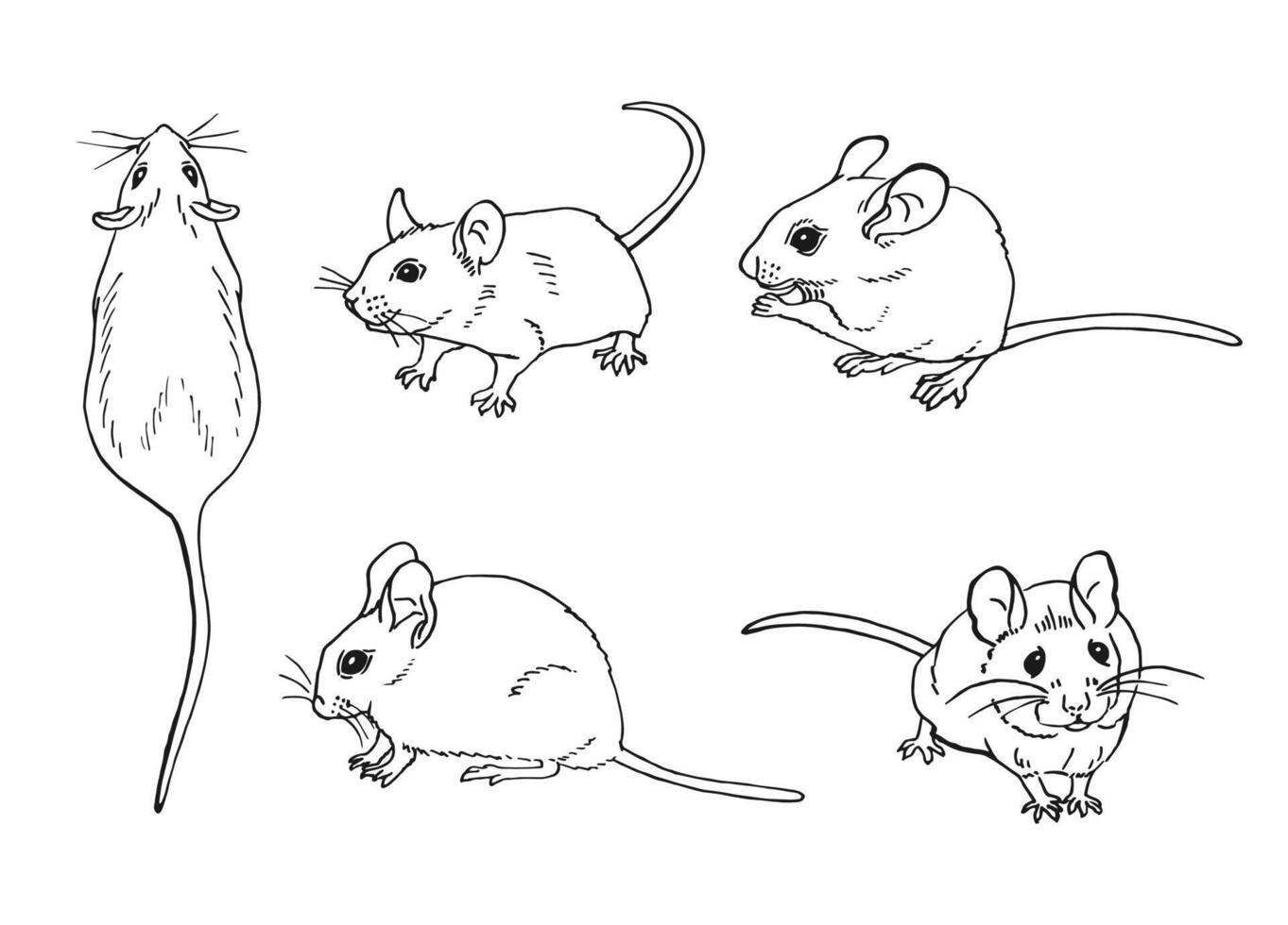 Set of mouse. Hand drawn illustration. vector
