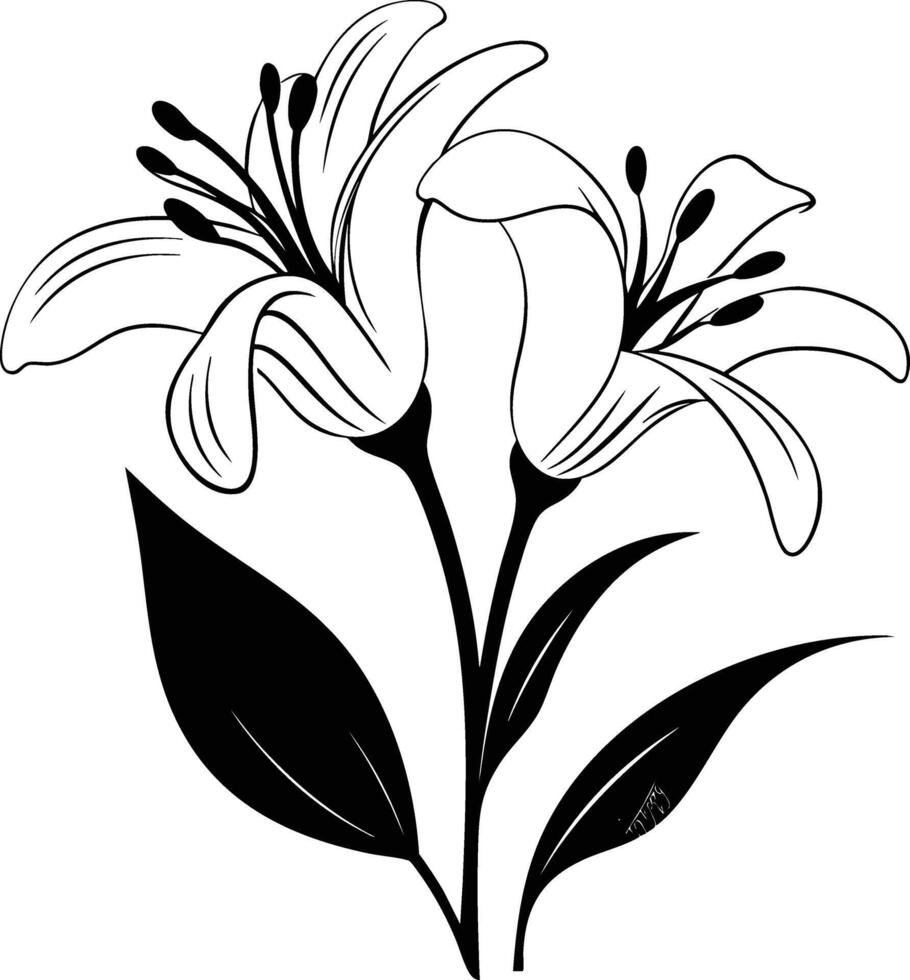 Black and white lily flowers on a white background vector