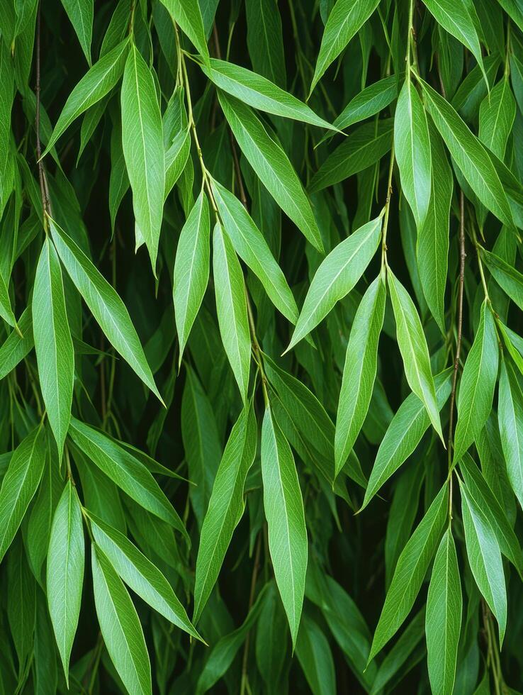 Lush green foliage background photo