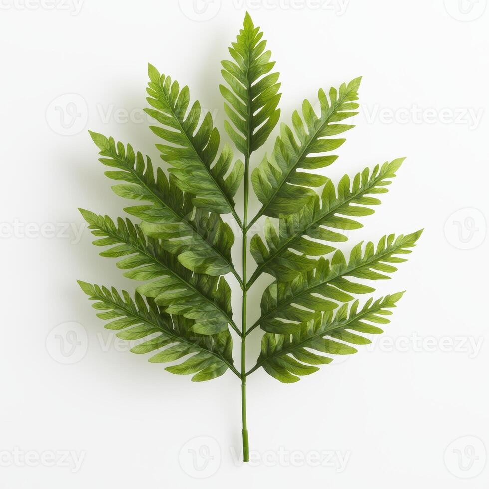lush green fern leaves photo