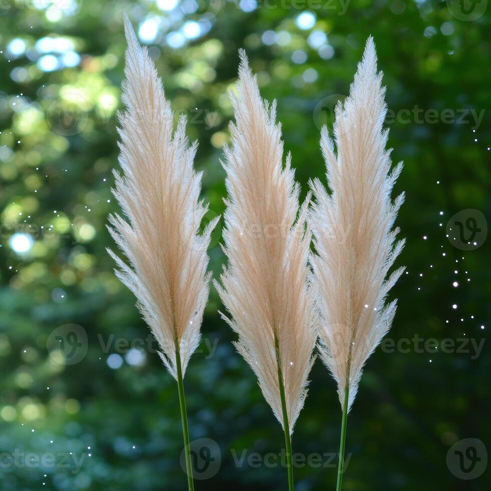Elegant pampas grass swaying in the breeze photo