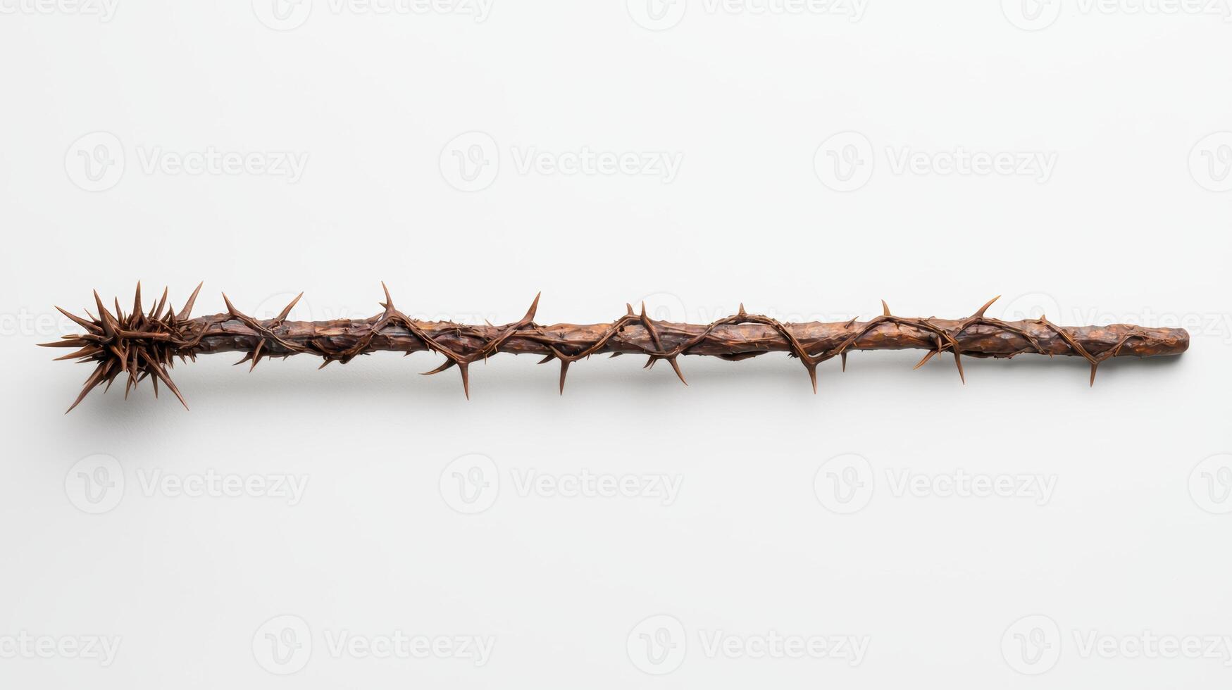 Thorny branch with sharp spikes photo