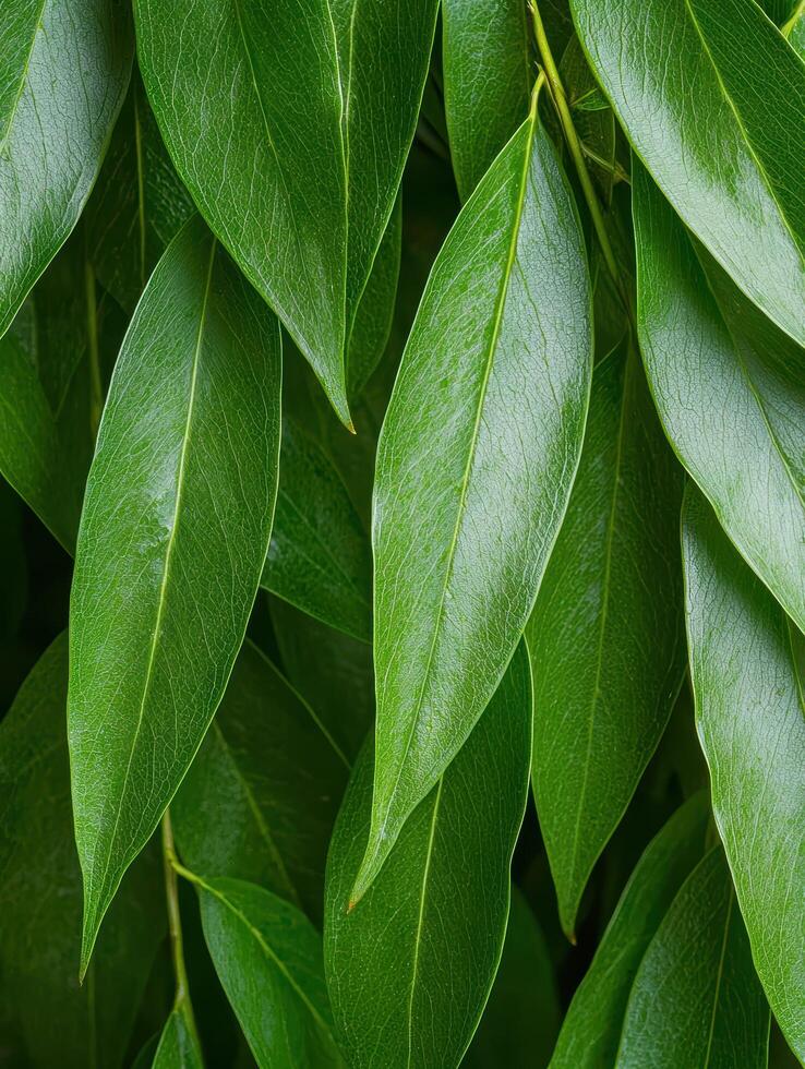 Lush green leaves in close up photo