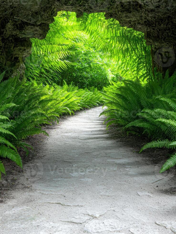 Lush green fern forest path photo