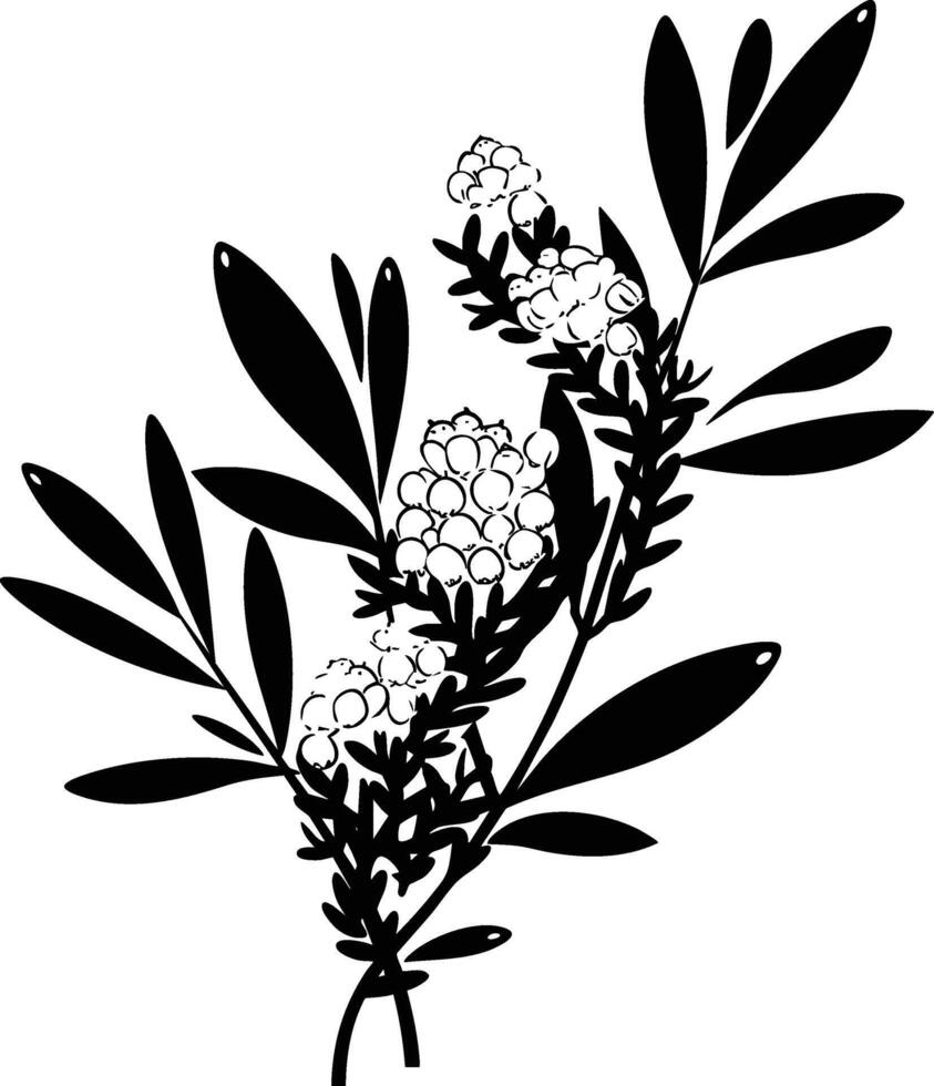 Black and white illustration of a plant with leaves and flowers vector