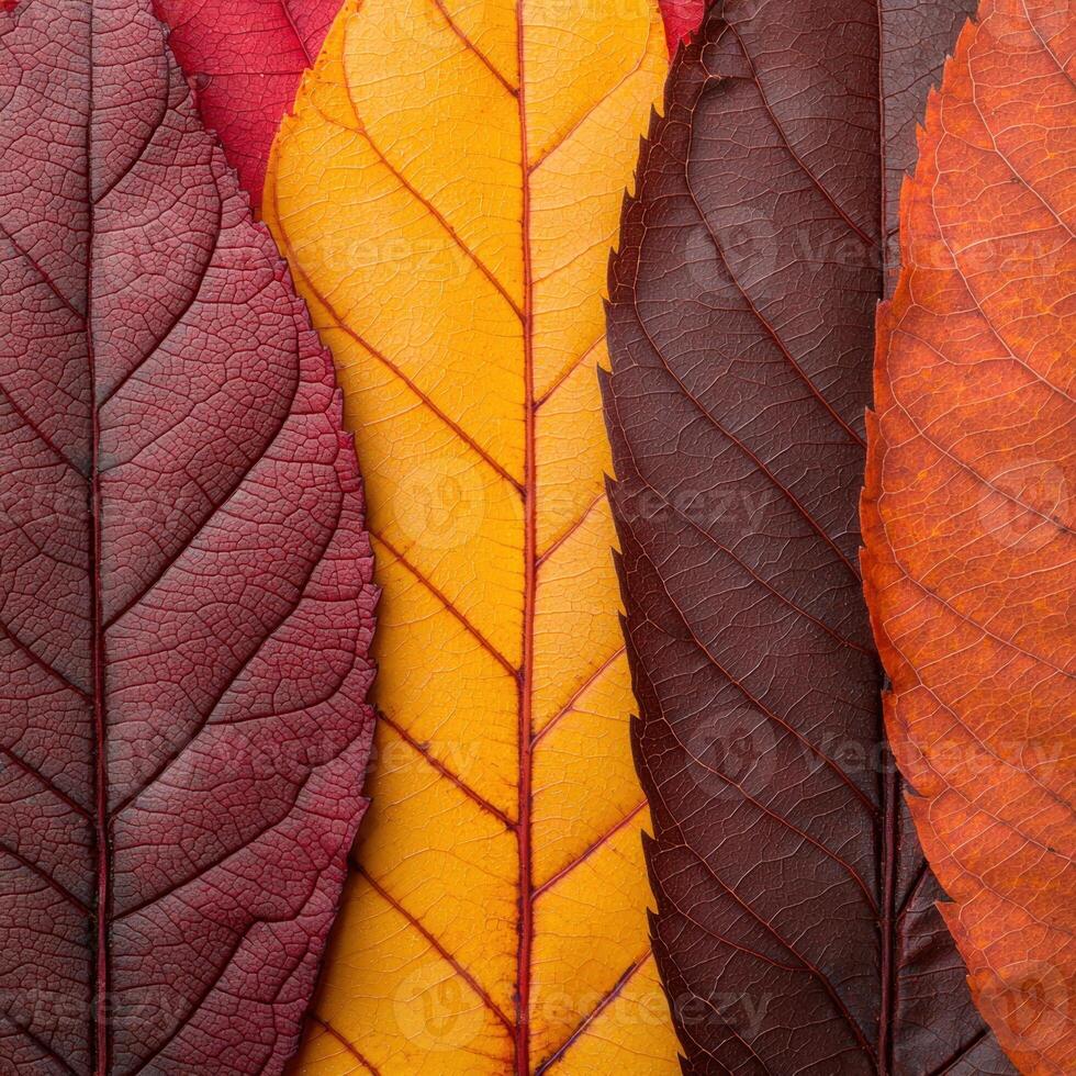 Vibrant autumn leaves in warm fall colors photo