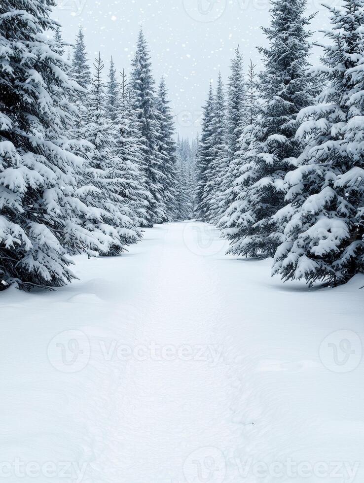 Snowy winter forest landscape photo
