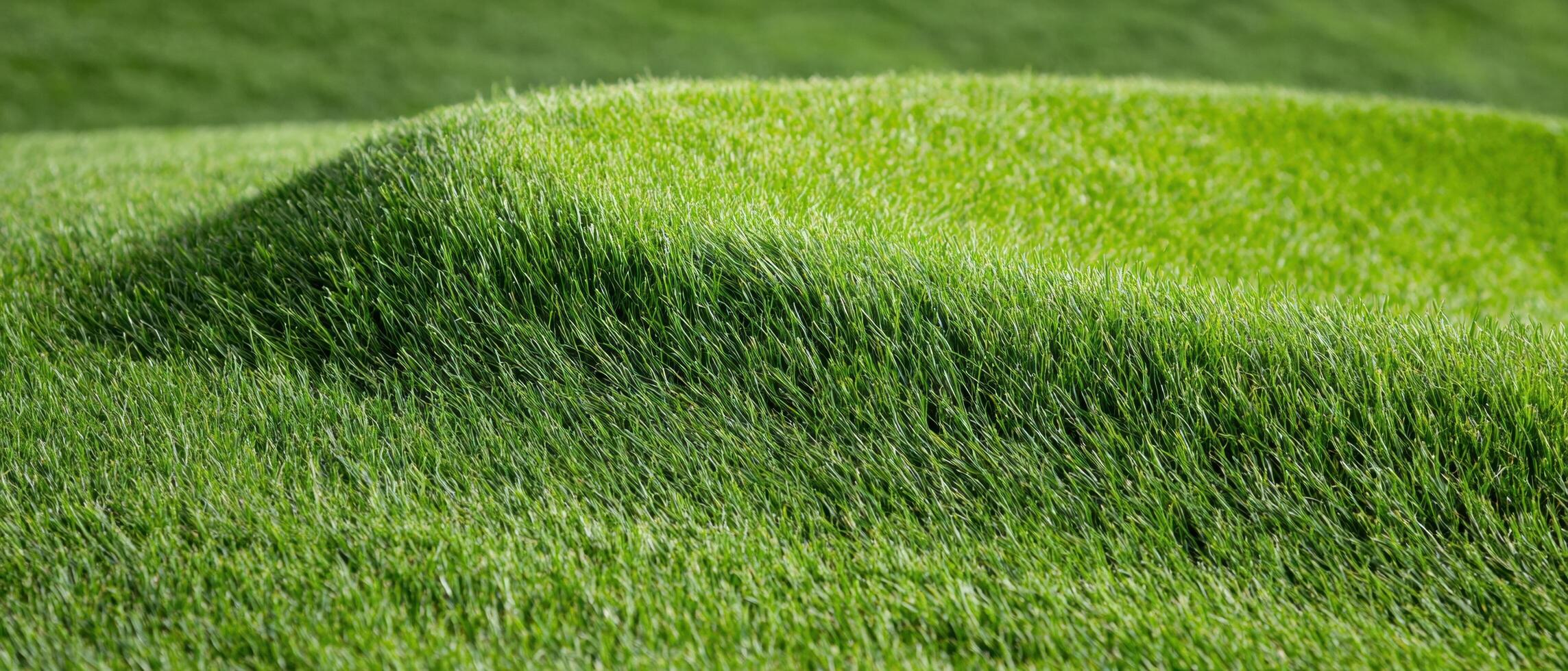 lush green grass field photo
