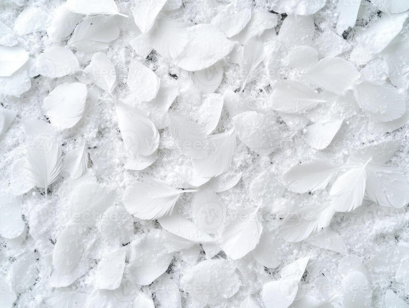 Soft white feathers on a snowy background photo