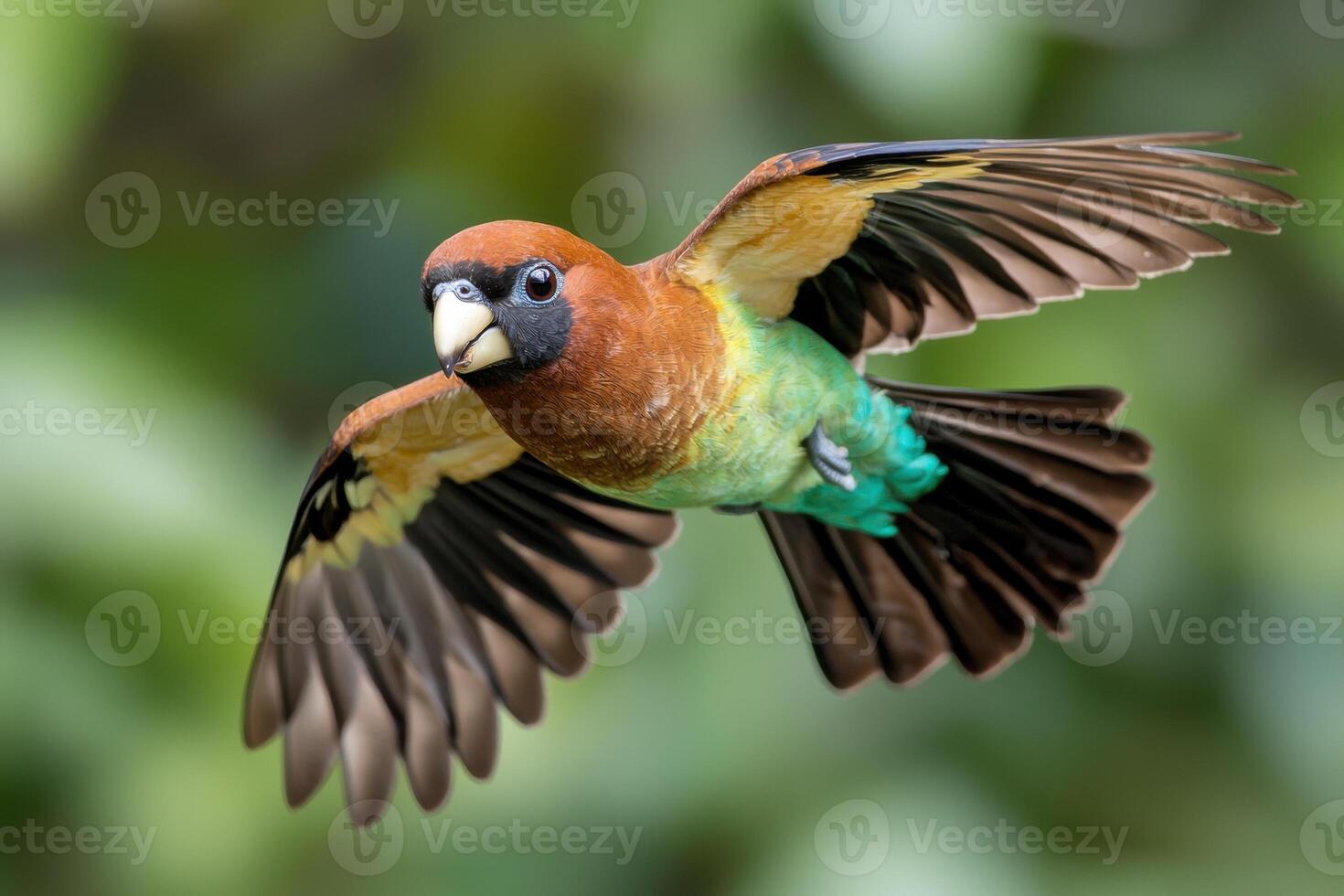 Colorful parrot in flight with vibrant wings photo