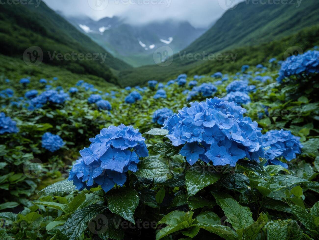 Vibrant blue hydrangea flowers in a lush green mountain landscape photo