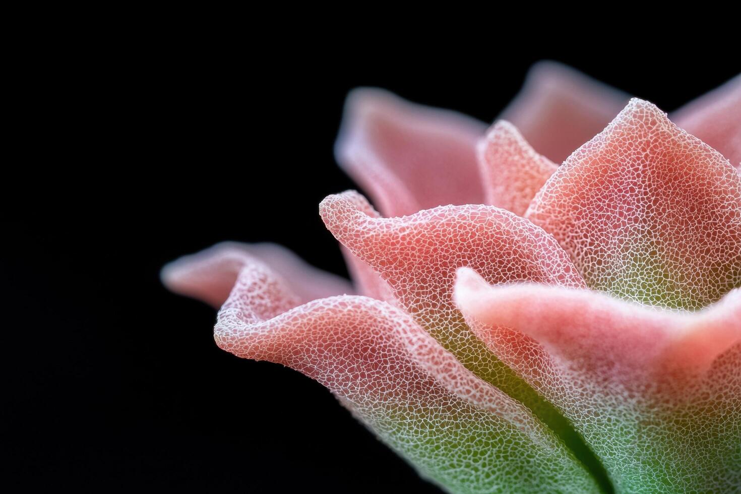 Macro shot of a delicate pink flower with intricate patterning photo