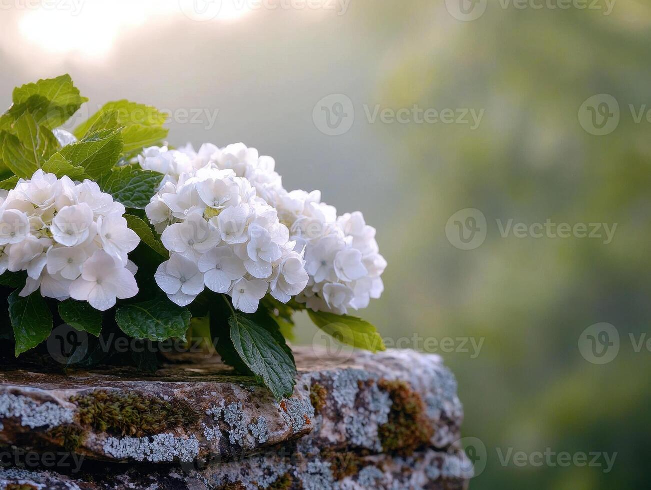 Beautiful white hydrangea flowers on a rustic wooden surface photo