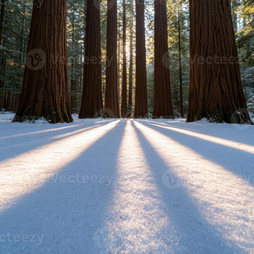 Snowy forest path with towering redwood trees photo