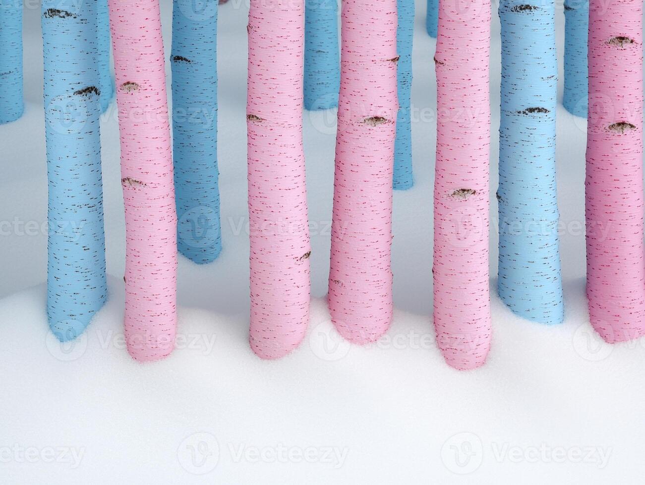 Colorful birch tree trunks in a winter forest photo