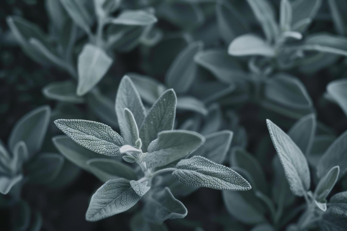 Closeup of lush green leaves in black and white photo
