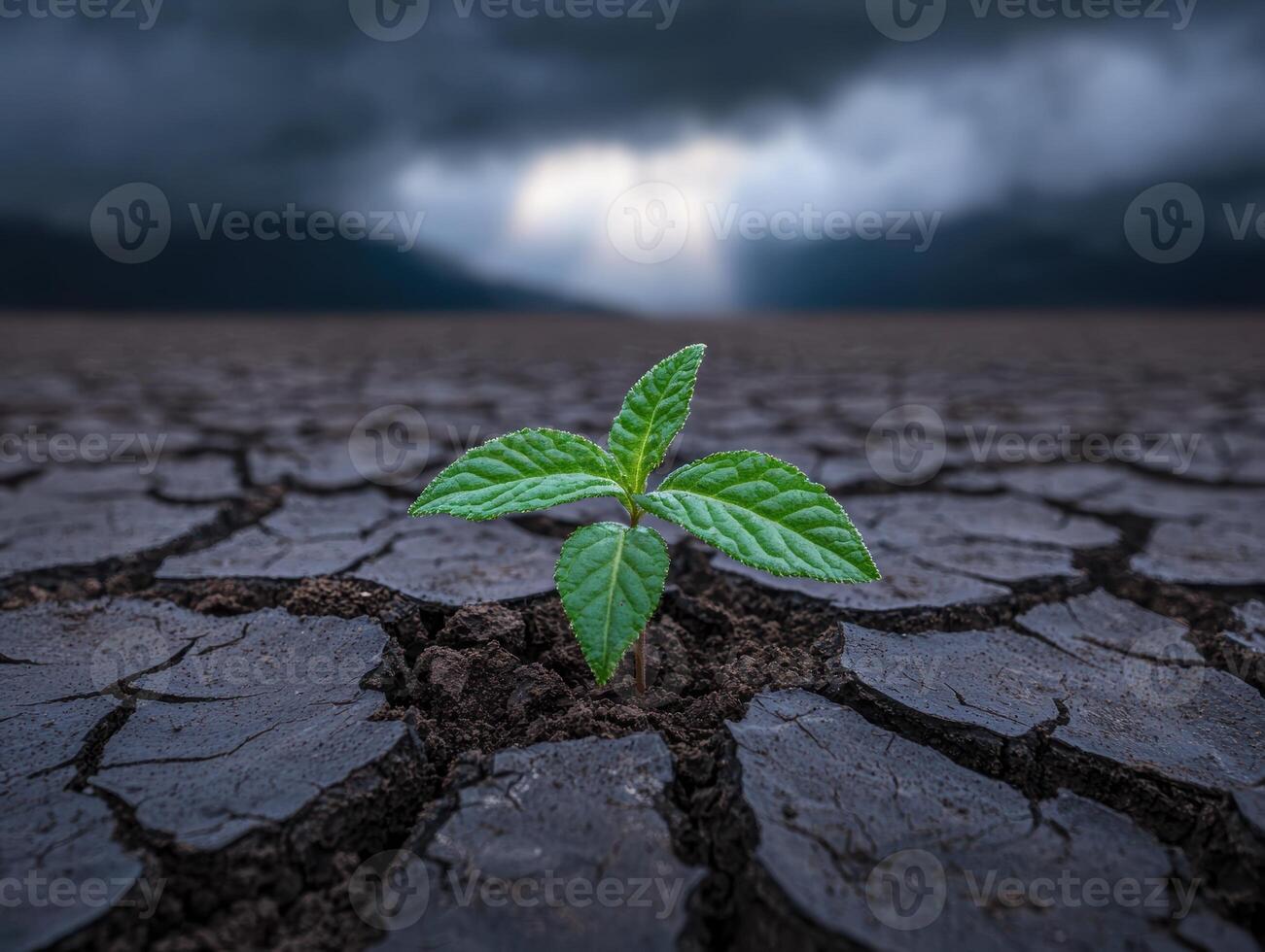 resilient plant growing through cracked earth photo