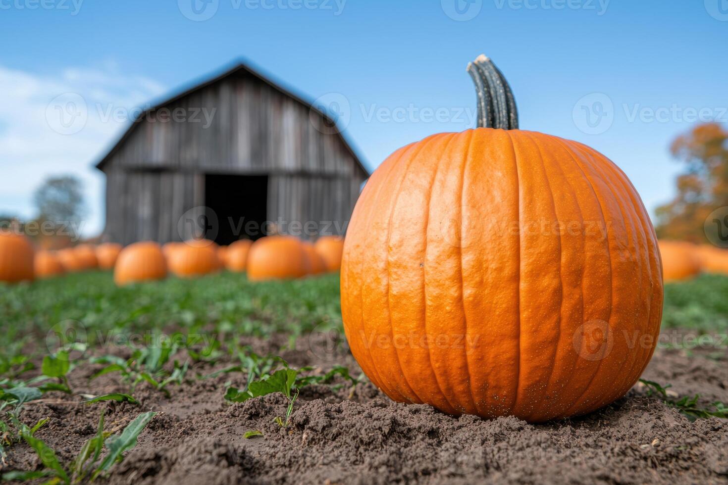 Autumn pumpkin patch with rustic barn photo