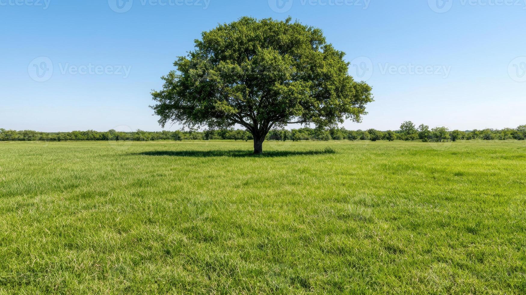 Lone tree in a lush green field photo